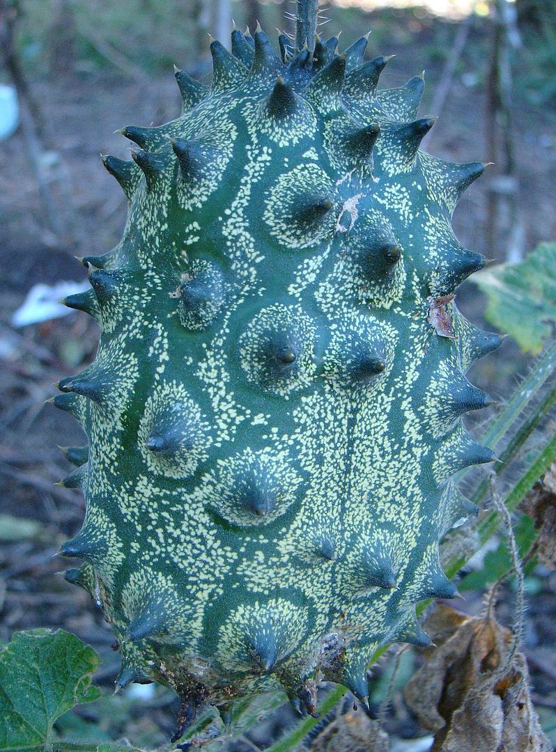 LIVE KIWANO from Kalahari African Horned Melon 15 RARE VINE Seeds